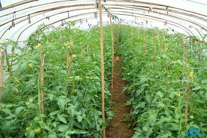 小番茄该怎样进行双杆整枝「怎么种植大棵番茄视频教程」 番茄种植技巧 小番茄该怎样进行双杆整枝「怎么种植大棵番茄视频教程」 小番茄该怎样进行双杆整枝「怎么种植大棵番茄视频教程」 番茄种植技巧