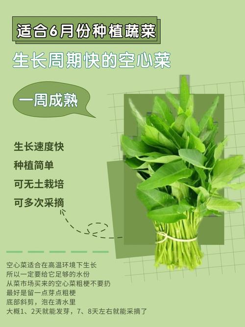 芫荽籽应该如何进行种植「番茄水管怎么种植的图片大全」 芫荽籽应该如何进行种植「番茄水管怎么种植的图片大全」 种植技巧