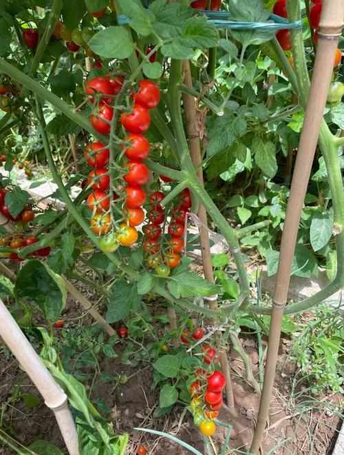 串果是什么意思「窜果番茄怎么种植视频」 串果是什么意思「窜果番茄怎么种植视频」 种植技巧