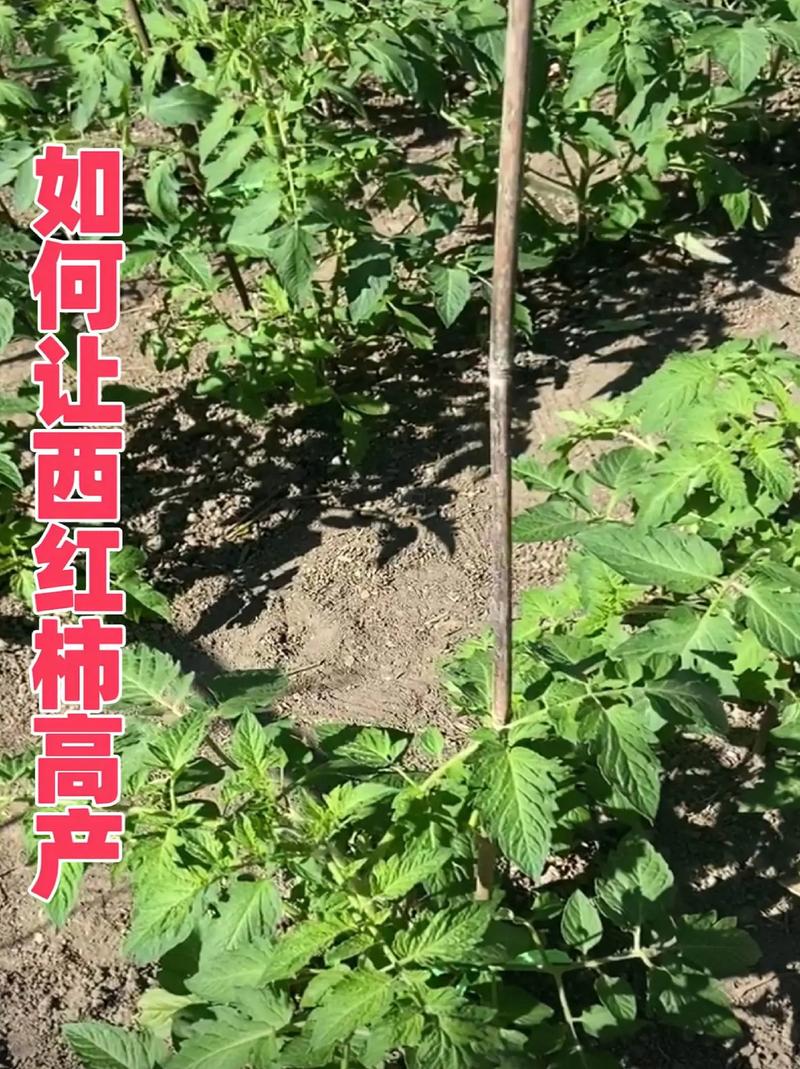 西红柿种植技巧和方法「怎么种植番茄才高产」 西红柿种植技巧和方法「怎么种植番茄才高产」 农业常识