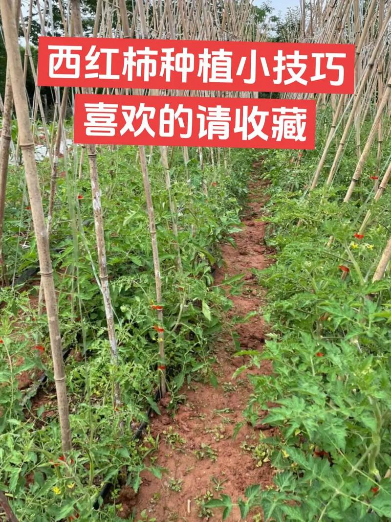 番茄种植高产技术详情「番茄怎么种植 高产技术视频」 番茄种植高产技术详情「番茄怎么种植 高产技术视频」 花朵知识