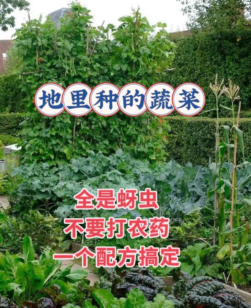 种植蔬菜除虫子小妙招「种植小技巧蔬菜种植图片大全」 种植蔬菜除虫子小妙招「种植小技巧蔬菜种植图片大全」 土壤施肥