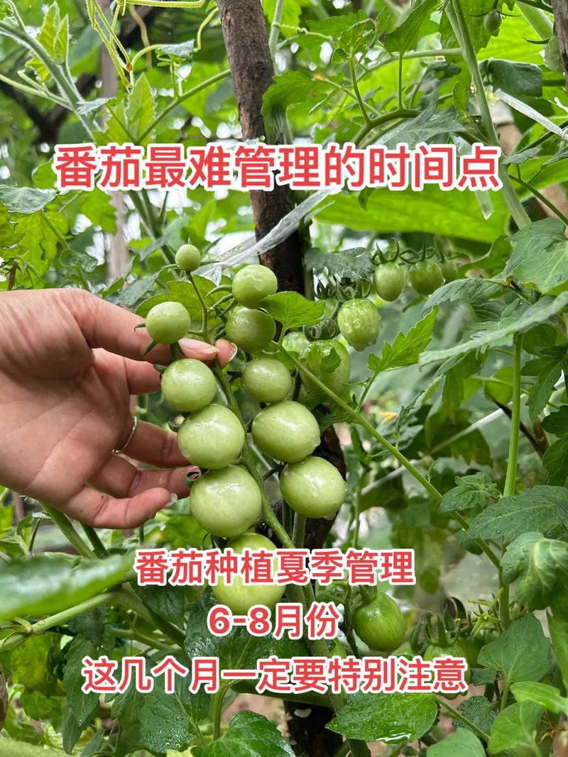 番茄管理和种植方法「番茄可以怎么种植呢图片大全」 番茄管理和种植方法「番茄可以怎么种植呢图片大全」 植物种类