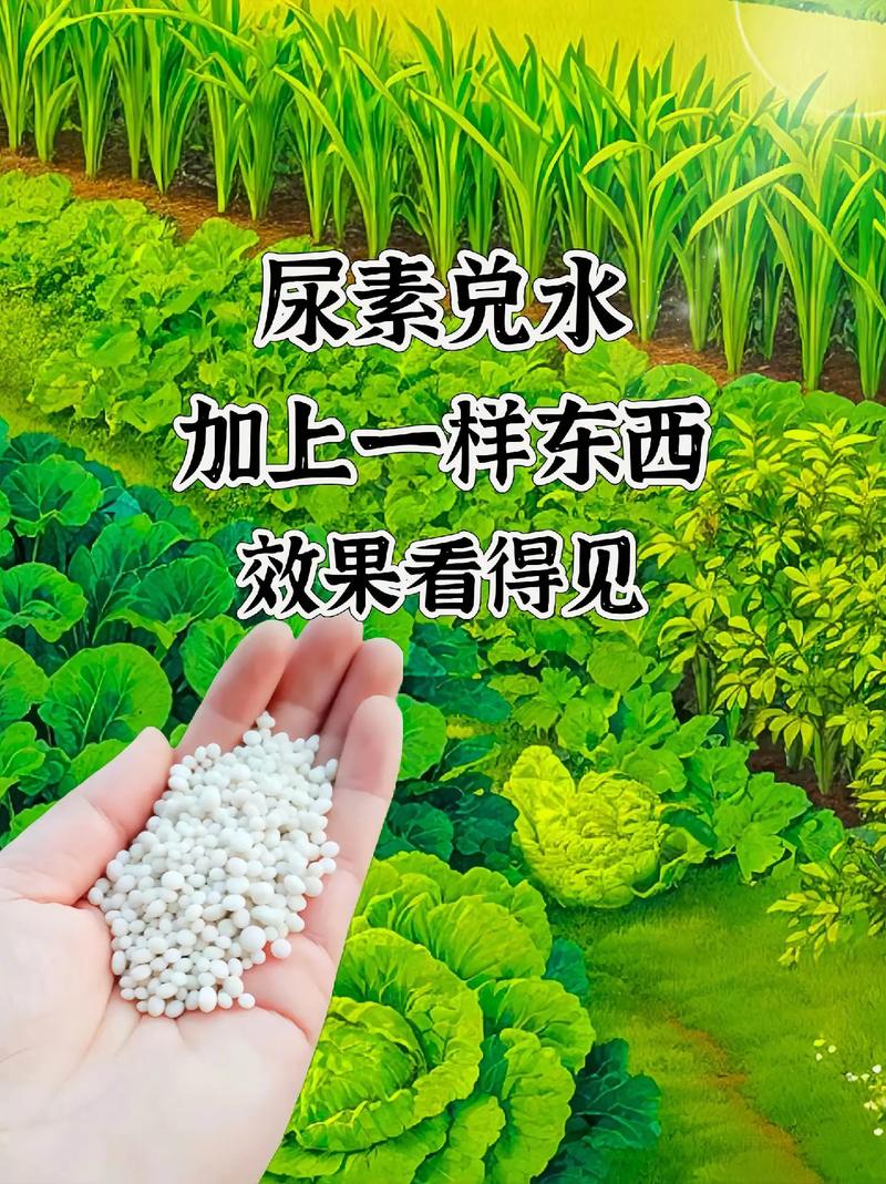种菜过程可以拍成三农类的视频上传到网上吗，会有人喜欢看吗「有机蔬菜种植小技巧视频教程」 种菜过程可以拍成三农类的视频上传到网上吗，会有人喜欢看吗「有机蔬菜种植小技巧视频教程」 番茄病虫害防治