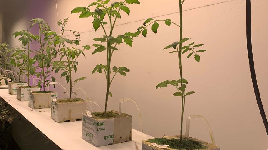 番茄定植后怎么处理生根快「旧水桶番茄怎么种植的呢」 番茄定植后怎么处理生根快「旧水桶番茄怎么种植的呢」 花朵知识