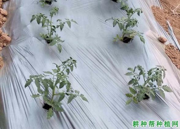 秋茬番茄的高效种植技术有哪些推荐「秋天自家怎么种植番茄呢视频」 秋茬番茄的高效种植技术有哪些推荐「秋天自家怎么种植番茄呢视频」 种植技巧
