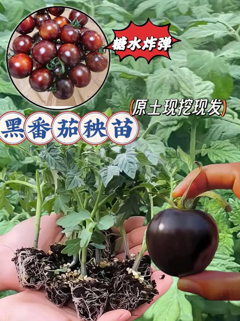 黑番茄的种植方法「黑番茄在家怎么种植视频」 黑番茄的种植方法「黑番茄在家怎么种植视频」 植物种类