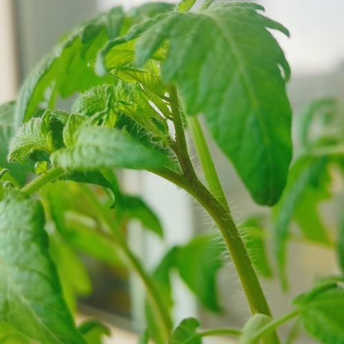 小番茄的种植方法「小番茄花怎么种植视频」 小番茄的种植方法「小番茄花怎么种植视频」 番茄种植技巧