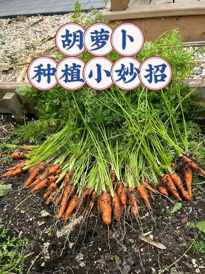 萝卜如何种植，简单种植萝卜的技巧「常见蔬菜种植方法和技巧视频」 萝卜如何种植，简单种植萝卜的技巧「常见蔬菜种植方法和技巧视频」 种植技巧