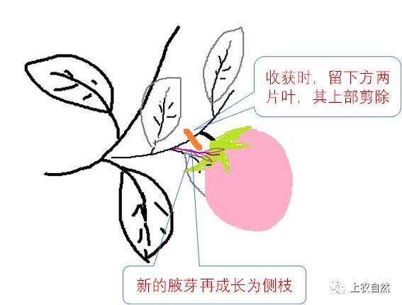 农民种植蔬菜整枝、打杈应注意的事项有哪些「蔬菜种植技巧动画小视频大全」 农民种植蔬菜整枝、打杈应注意的事项有哪些「蔬菜种植技巧动画小视频大全」 土壤施肥