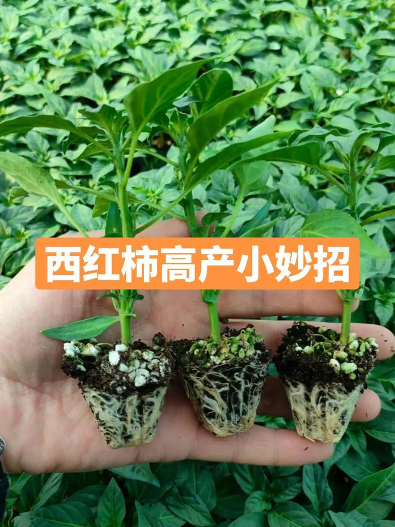 番茄种植高产秘诀「番茄种植怎么才能高产呢」 番茄种植高产秘诀「番茄种植怎么才能高产呢」 种植技巧