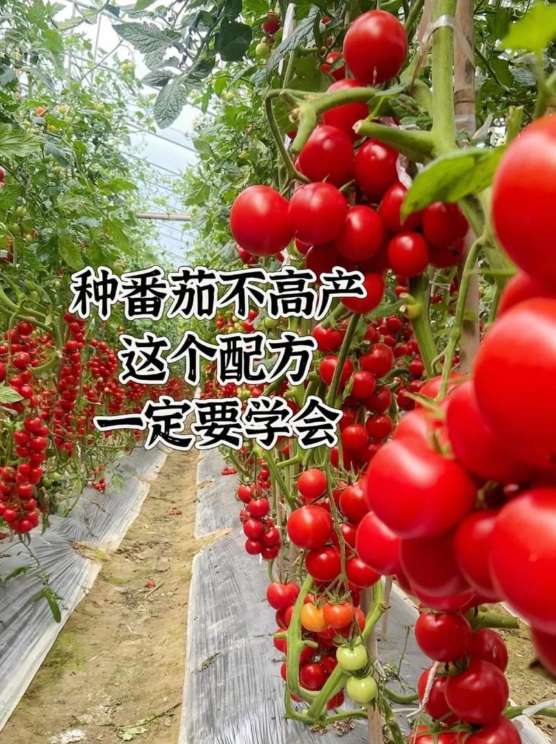 你听说过或经历过哪些女生暴力行为「种植番茄挣钱吗」 你听说过或经历过哪些女生暴力行为「种植番茄挣钱吗」 番茄种植技巧