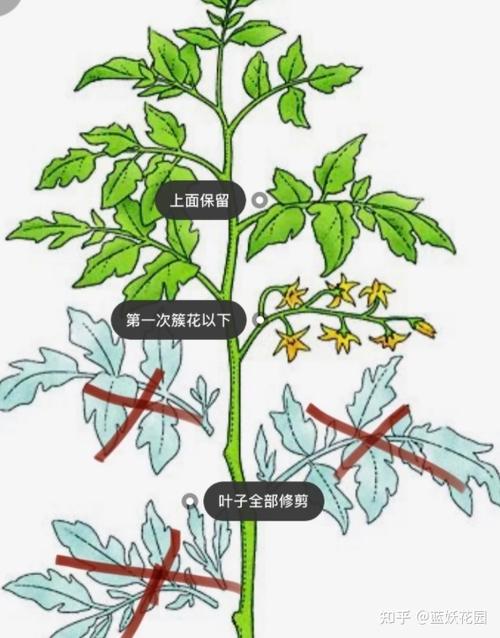 番茄视频怎么样好用吗「小番茄种植怎么修枝视频讲解」 番茄视频怎么样好用吗「小番茄种植怎么修枝视频讲解」 种植技巧