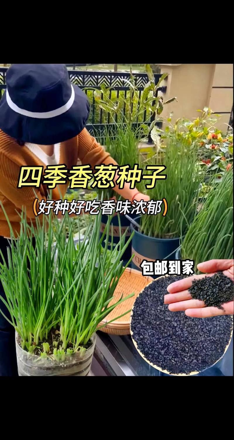 农村大面积小香葱的种植技术有哪些「」 农村大面积小香葱的种植技术有哪些「」 农业常识
