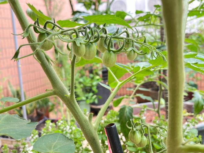 露天番茄不能让大雨淋吗「露天雨季番茄怎么种植视频」 露天番茄不能让大雨淋吗「露天雨季番茄怎么种植视频」 植物种类