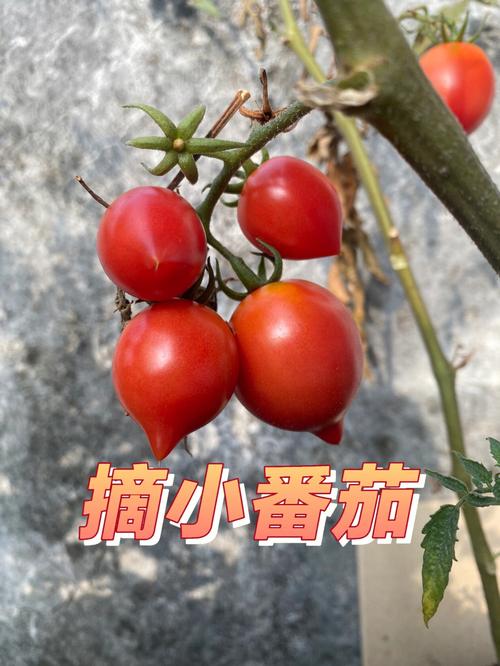 自种番茄为什么很久都不红「种植番茄怎么不红色叶子呢」 自种番茄为什么很久都不红「种植番茄怎么不红色叶子呢」 农业常识