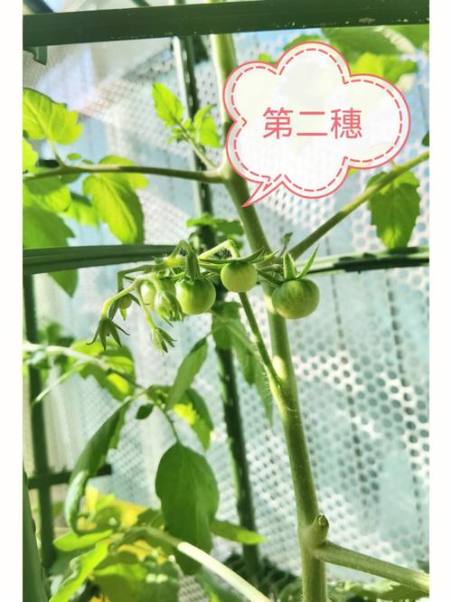 广东番茄什么时候种「番茄怎么种植广东地区视频」 广东番茄什么时候种「番茄怎么种植广东地区视频」 番茄病虫害防治