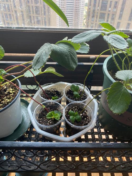 怎么种植草莓？怎么才能让种子正常发芽「阳台垂钓番茄怎么种植的视频」 怎么种植草莓？怎么才能让种子正常发芽「阳台垂钓番茄怎么种植的视频」 番茄种植技巧