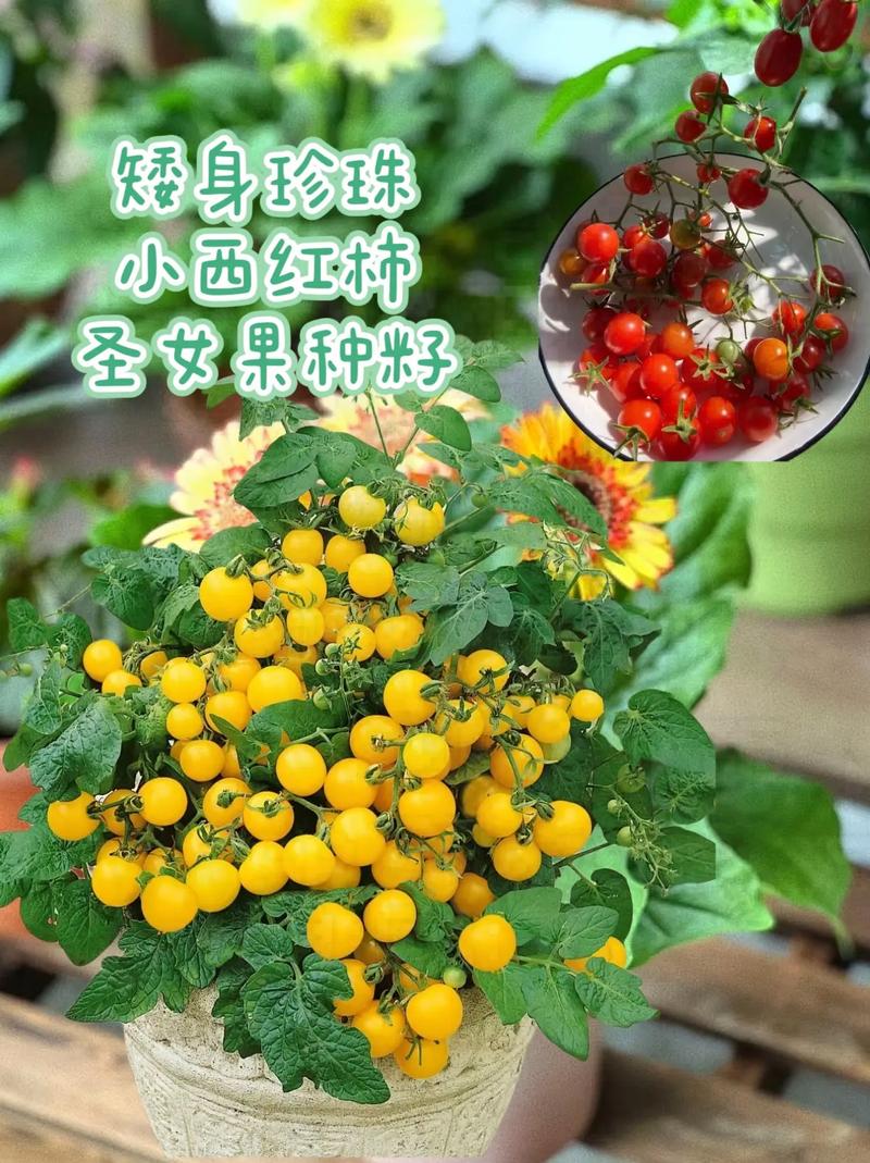 阳台种圣女果施什么肥「小番茄阳台种植怎么种植」 阳台种圣女果施什么肥「小番茄阳台种植怎么种植」 番茄种植技巧