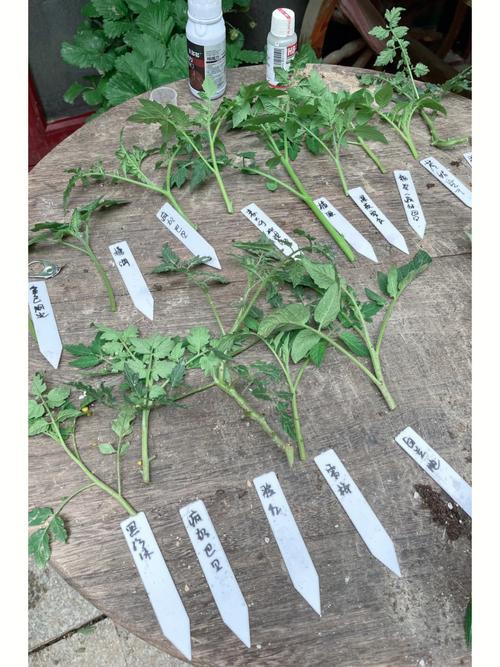 西红柿插枝怎么能插活「番茄红罗曼种子怎么种植的」 西红柿插枝怎么能插活「番茄红罗曼种子怎么种植的」 农业常识