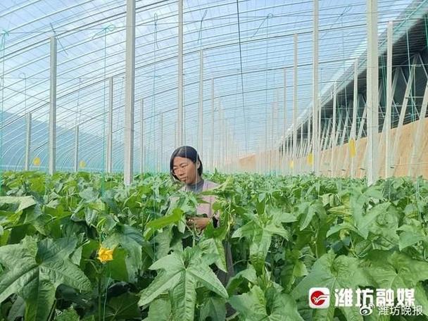 潍坊适合种植什么最好「潍坊蔬菜种植技巧和方法视频」 潍坊适合种植什么最好「潍坊蔬菜种植技巧和方法视频」 番茄种植技巧