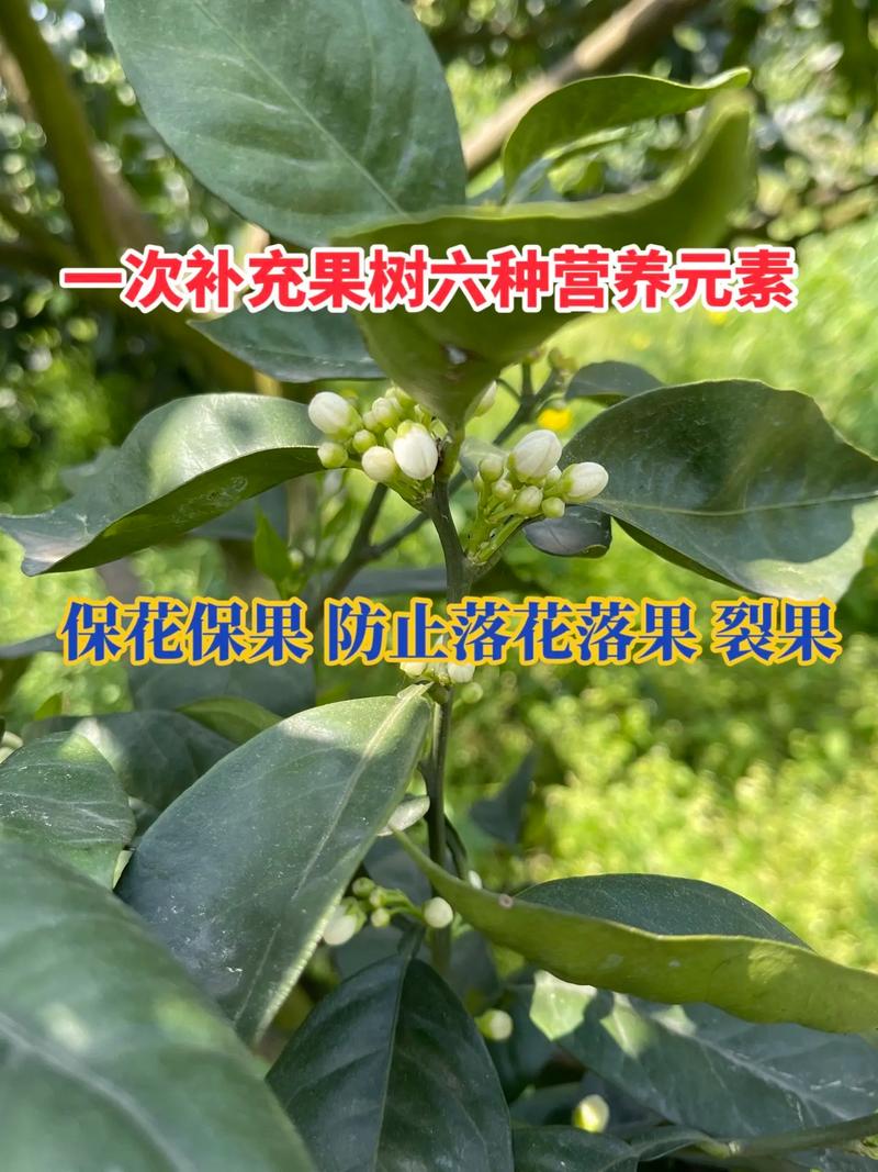 种植果树可以养殖家禽，如何管理果树，提高禽类效益「花果蔬菜种植技巧视频教程」 种植果树可以养殖家禽，如何管理果树，提高禽类效益「花果蔬菜种植技巧视频教程」 番茄种植技巧