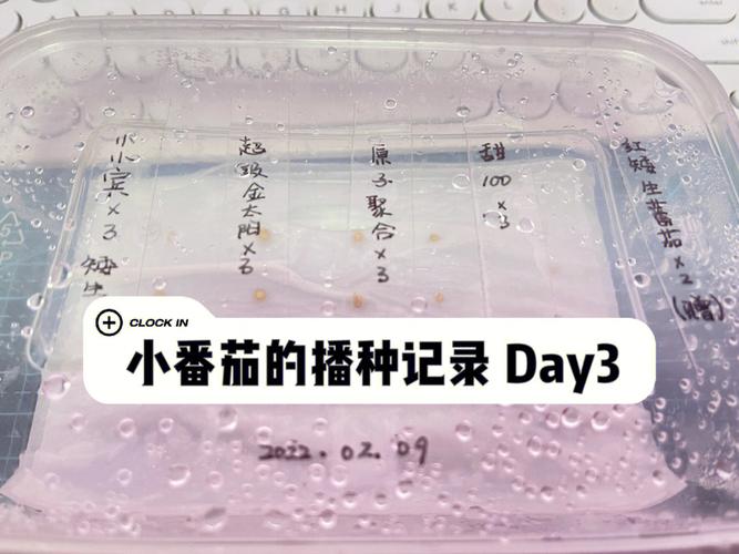 西红柿种子催芽最简单的方法「番茄种植杯子怎么种植的视频」 西红柿种子催芽最简单的方法「番茄种植杯子怎么种植的视频」 番茄病虫害防治