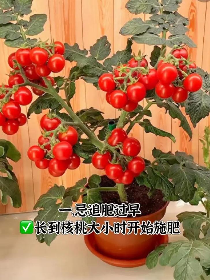千禧小番茄如何种植和管理「亲口密小番茄怎么种植的」 千禧小番茄如何种植和管理「亲口密小番茄怎么种植的」 土壤施肥