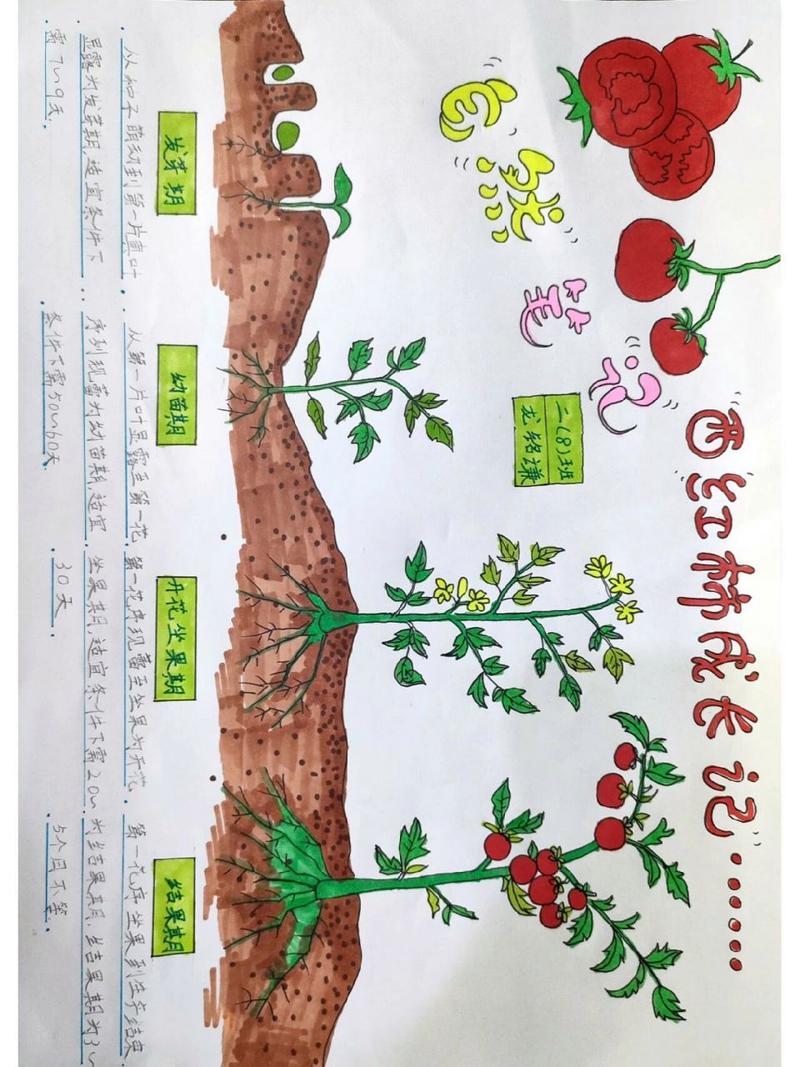画西红柿自然笔记介绍应该怎么写「学生种植番茄图画怎么画好看」 画西红柿自然笔记介绍应该怎么写「学生种植番茄图画怎么画好看」 花朵知识