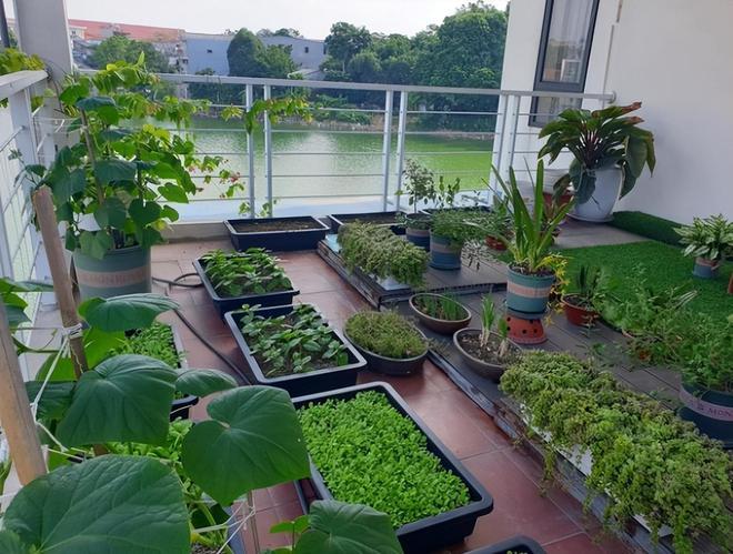 自然农法蔬菜种植技巧「蔬菜种植技巧教程图片大全」 自然农法蔬菜种植技巧「蔬菜种植技巧教程图片大全」 花朵知识