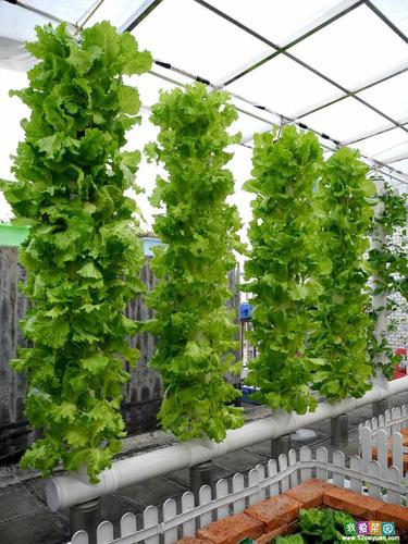 水耕蔬菜种植方法「蔬菜种植技巧图片大全」 番茄病虫害防治 水耕蔬菜种植方法「蔬菜种植技巧图片大全」 水耕蔬菜种植方法「蔬菜种植技巧图片大全」 番茄病虫害防治