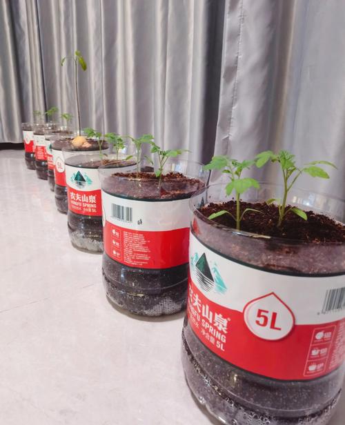 西红柿种子种植技术「番茄太空种子怎么种植视频」 西红柿种子种植技术「番茄太空种子怎么种植视频」 农业常识