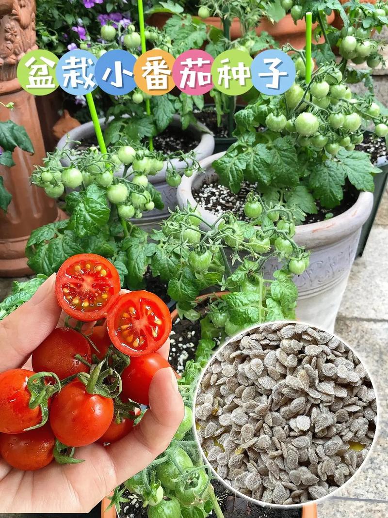 小番茄在家用盆怎么种植「阳台种植番茄怎么矮化快呢」 小番茄在家用盆怎么种植「阳台种植番茄怎么矮化快呢」 农业常识