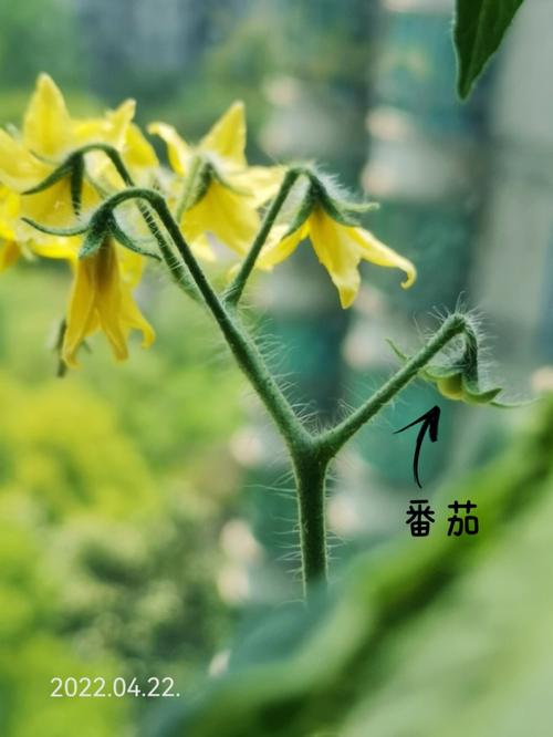 西红柿七穗果种植方法「番茄五穗怎么种植的视频」 西红柿七穗果种植方法「番茄五穗怎么种植的视频」 土壤施肥