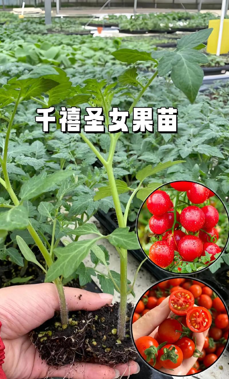 千禧圣女果种植技术「种植千禧番茄怎么种植的视频」 千禧圣女果种植技术「种植千禧番茄怎么种植的视频」 花朵知识