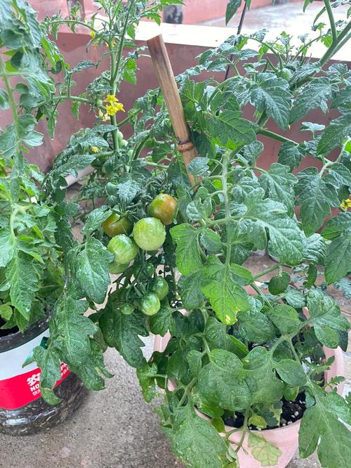 在屋顶花园适合种植什么样的植物「番茄花海怎么种植方法视频」 番茄病虫害防治 在屋顶花园适合种植什么样的植物「番茄花海怎么种植方法视频」 在屋顶花园适合种植什么样的植物「番茄花海怎么种植方法视频」 番茄病虫害防治