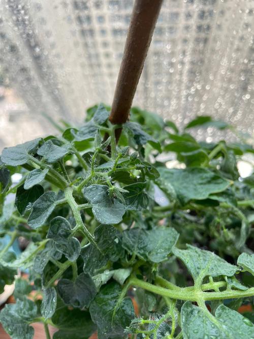 西红柿种植技术开花不结果怎么办「种植番茄的报告怎么写的」 西红柿种植技术开花不结果怎么办「种植番茄的报告怎么写的」 番茄病虫害防治
