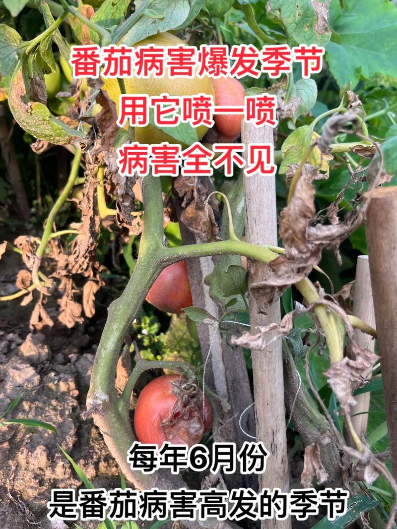 番茄和什么种在一起长得好不生病「番茄怎么种植才不生病呢视频」 土壤施肥 番茄和什么种在一起长得好不生病「番茄怎么种植才不生病呢视频」 番茄和什么种在一起长得好不生病「番茄怎么种植才不生病呢视频」 土壤施肥
