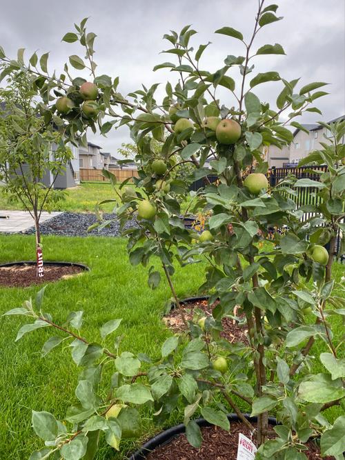 黄桃西红柿种植方法「在苹果番茄怎么种植的」 黄桃西红柿种植方法「在苹果番茄怎么种植的」 农业常识
