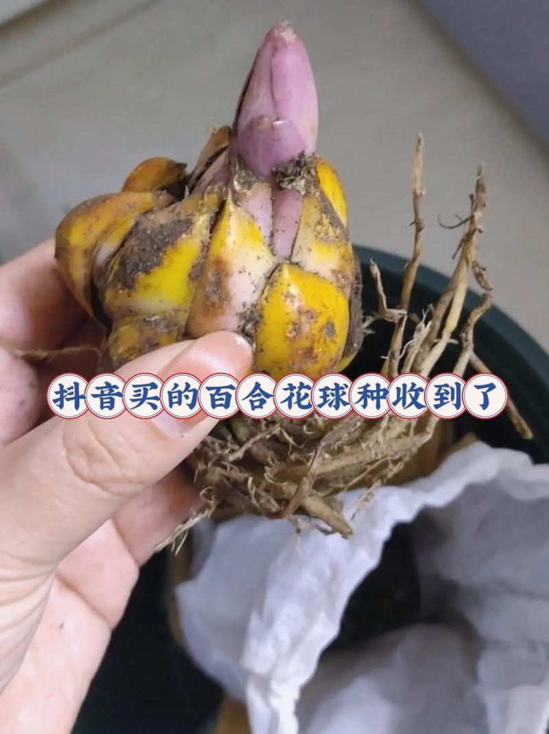 蔬菜百合的养殖方法和注意事项「蔬菜种植小技巧图文介绍怎么写」 蔬菜百合的养殖方法和注意事项「蔬菜种植小技巧图文介绍怎么写」 土壤施肥