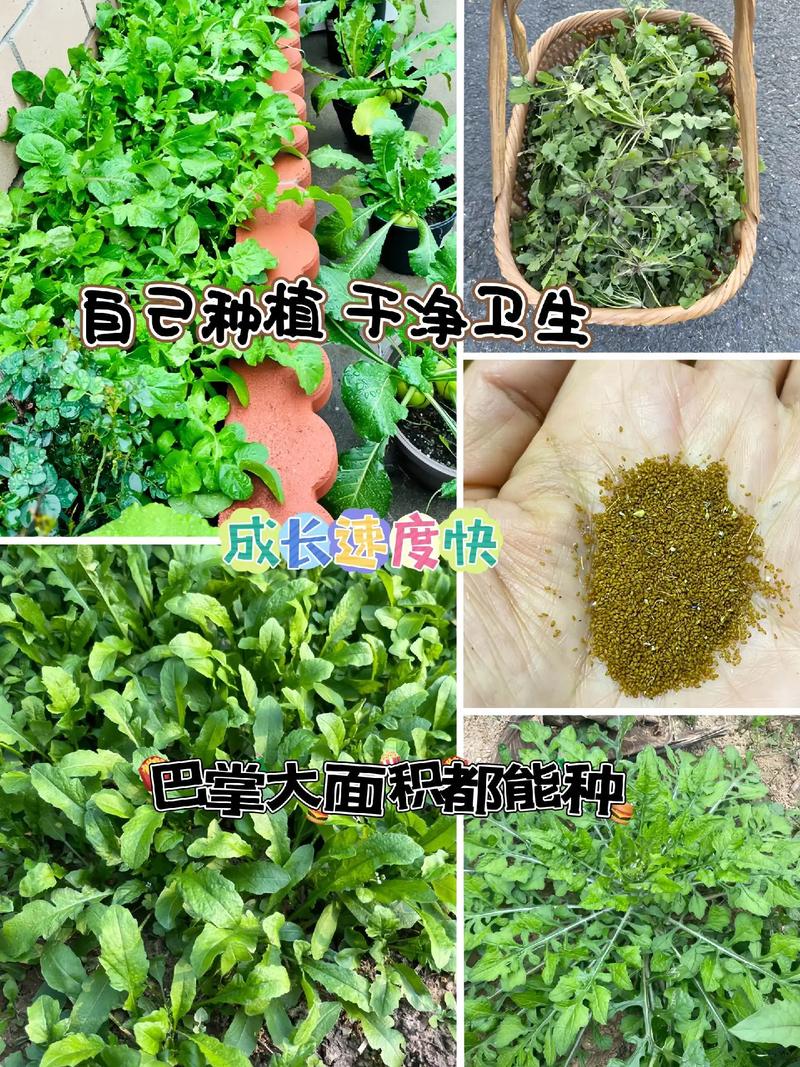 野菜栽培技术，如何培育野生蔬菜「三农蔬菜种植技巧与方法视频」 野菜栽培技术，如何培育野生蔬菜「三农蔬菜种植技巧与方法视频」 农业常识