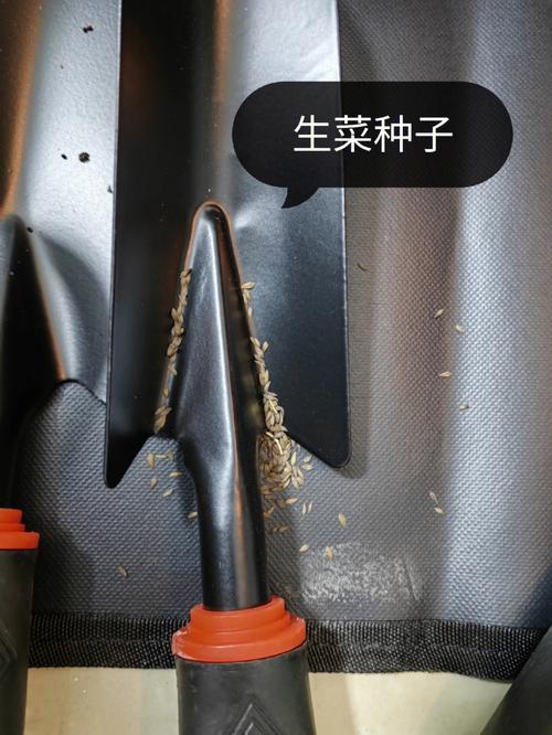 倒挂蔬菜的种植方法「番茄多肉种子怎么种植视频」 倒挂蔬菜的种植方法「番茄多肉种子怎么种植视频」 花朵知识