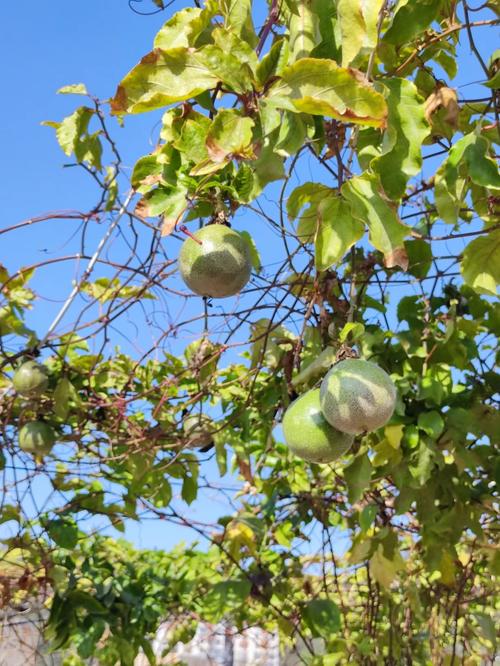 秋天种植后如何养护蔬菜花果「秋天蔬菜种植技巧图片大全」 秋天种植后如何养护蔬菜花果「秋天蔬菜种植技巧图片大全」 植物种类
