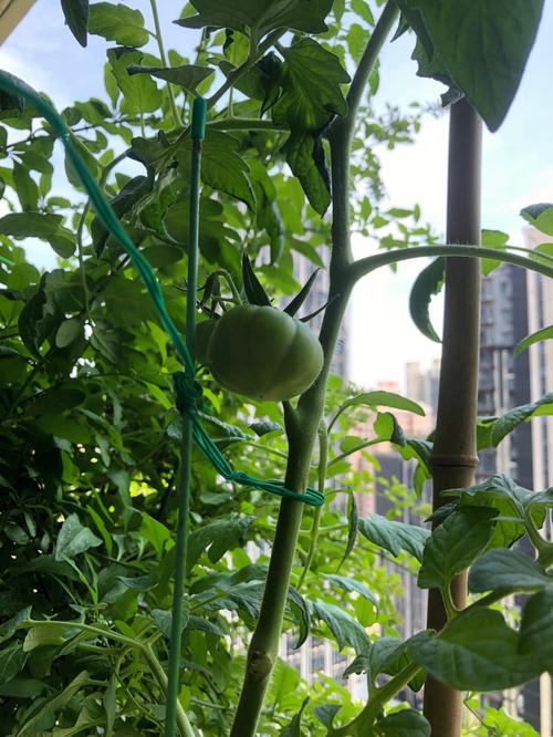 珍珠瀑布番茄如何种植「超级番茄怎么种植的呢视频」 珍珠瀑布番茄如何种植「超级番茄怎么种植的呢视频」 番茄病虫害防治