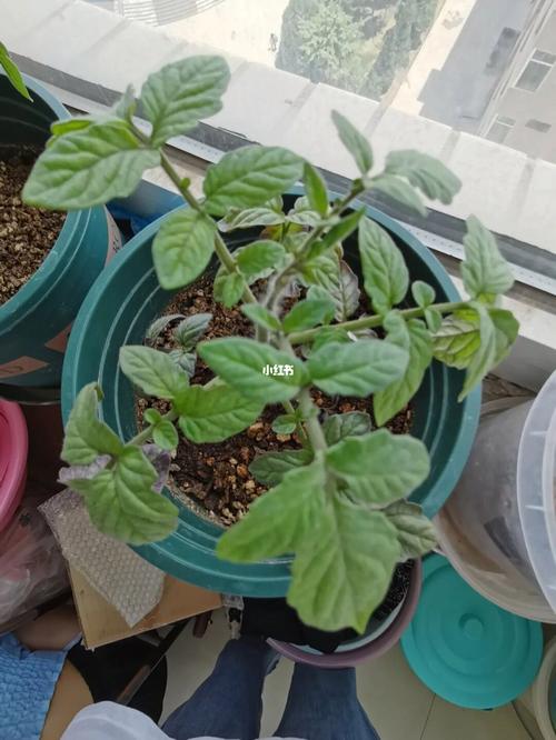 宿舍适合种什么植物「在宿舍怎么种植番茄呢视频」 宿舍适合种什么植物「在宿舍怎么种植番茄呢视频」 植物种类