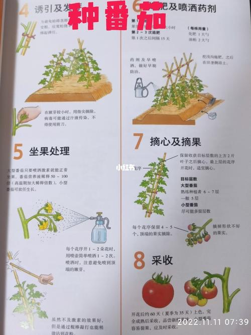 番茄怎么种植口感会比较甜「种植番茄记录总结怎么写啊」 番茄怎么种植口感会比较甜「种植番茄记录总结怎么写啊」 种植技巧
