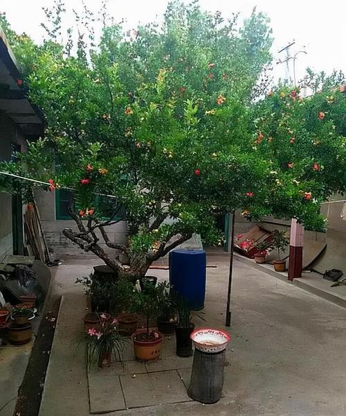 农村院前有空地是种蔬菜还是果树好「果树盆栽蔬菜种植小技巧视频」 农村院前有空地是种蔬菜还是果树好「果树盆栽蔬菜种植小技巧视频」 土壤施肥