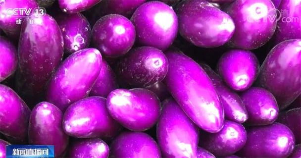 紫色蔬菜有哪些「紫心番茄怎么种植视频」 紫色蔬菜有哪些「紫心番茄怎么种植视频」 土壤施肥