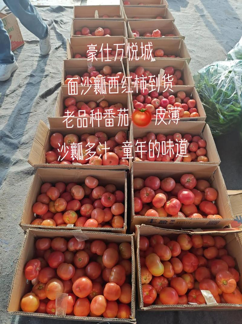 京郊农村种植的沙瓤，薄皮，汁水多西红柿品种，会有人购买吗「种植薄皮番茄怎么种植的」 京郊农村种植的沙瓤，薄皮，汁水多西红柿品种，会有人购买吗「种植薄皮番茄怎么种植的」 植物种类