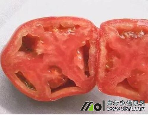 今年西红柿空心果什么原因「番茄空心果怎么种植视频」 今年西红柿空心果什么原因「番茄空心果怎么种植视频」 花朵知识
